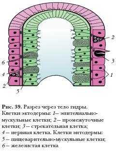 Где найти ссылку на кракен